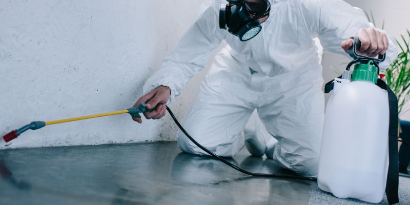 Como é Feita a Dedetização de Baratas em Caxias do Sul: Conheça 6 Métodos Como é feita a dedetização de baratas em Caxias do Sul