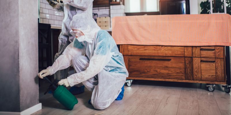 Dedetização em Apartamento Como Funciona em Caxias do Sul: Confira 4 Passos Dedetização em Apartamento Como Funciona em Caxias do Sul: Confira 4 Passos